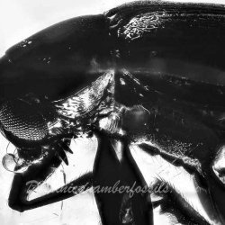 AF01 188 Coleoptera 7