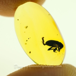 AF01 188 Coleoptera 9