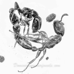 AF01 189 Mating Ants Formicidae Pseudomyrmecinae 6