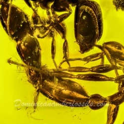 AF01 189 Mating Ants Formicidae Pseudomyrmecinae