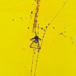 AF01 190 Spider On Web 10