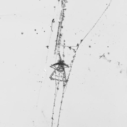 AF01 190 Spider On Web 11