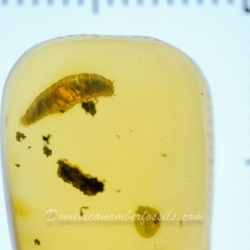 AF01 192 Larva Of Darkling Beetle Coleoptera Tenebrionidae 12