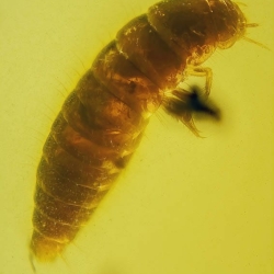 AF01 192 Larva Of Darkling Beetle Coleoptera Tenebrionidae 2