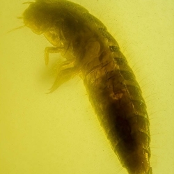 AF01 192 Larva Of Darkling Beetle Coleoptera Tenebrionidae 5