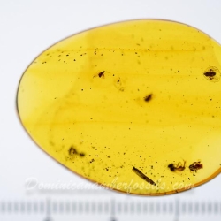 AF01 193 Tingidae 12