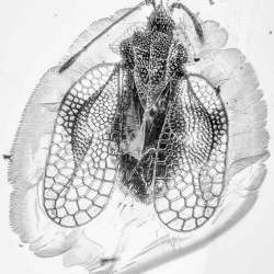 AF01 193 Tingidae 2