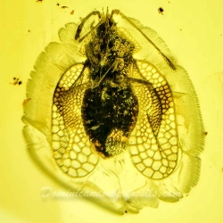 AF01 193 Tingidae 3