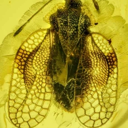 AF01 193 Tingidae 4