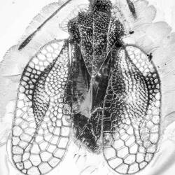 AF01 193 Tingidae 5