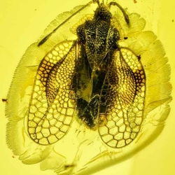 AF01 193 Tingidae