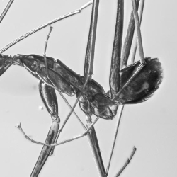 AF01 194 Hymenoptera Formidae Leptomyrmex 10