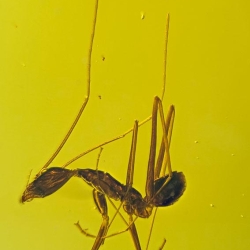 AF01 194 Hymenoptera Formidae Leptomyrmex 11