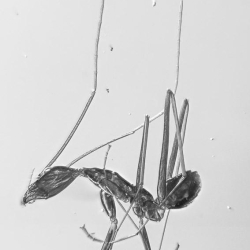 AF01 194 Hymenoptera Formidae Leptomyrmex 12