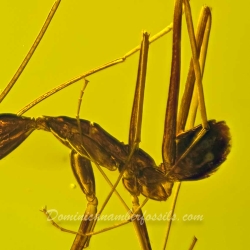 AF01 194 Hymenoptera Formidae Leptomyrmex 9