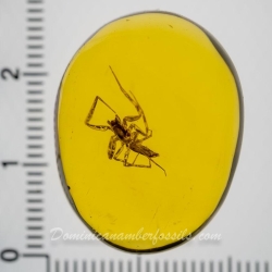 AF01 195 Arachnida Araneae 11