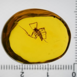 AF01 195 Arachnida Araneae 12