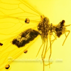 AF01 198 Psocoptera 9