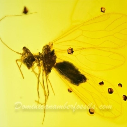 AF01 198 Psocoptera