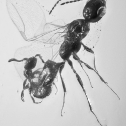 AF01 201 Mating Wasp 3