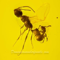 AF01 201 Mating Wasp 4