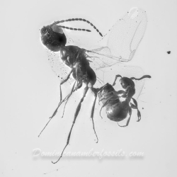 AF01 201 Mating Wasp 8