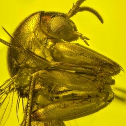 AF01 203 Diptera Nematocera 2