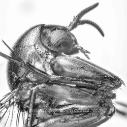 AF01 203 Diptera Nematocera 3