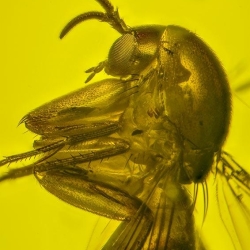 AF01 203 Diptera Nematocera 4