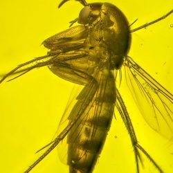 AF01 203 Diptera Nematocera 5