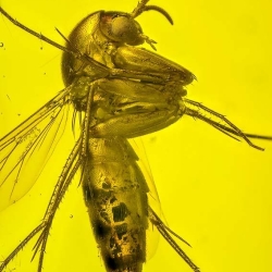 AF01 203 Diptera Nematocera