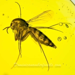 AF01 203 Diptera Nematocera 6