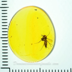 AF01 203 Diptera Nematocera 9