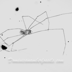 AF01 204 Arachnida Araneae Pholcidae 11