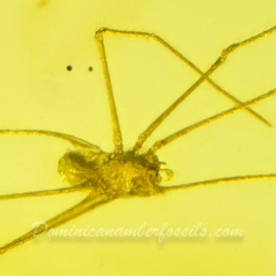 AF01 204 Arachnida Araneae Pholcidae 3