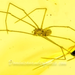 AF01 204 Arachnida Araneae Pholcidae 4