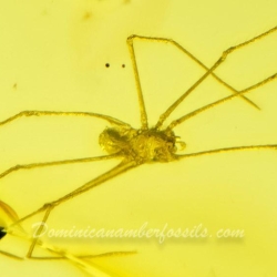 AF01 204 Arachnida Araneae Pholcidae