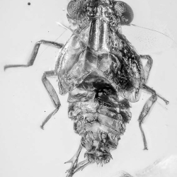 AF01 207 Homoptera 2