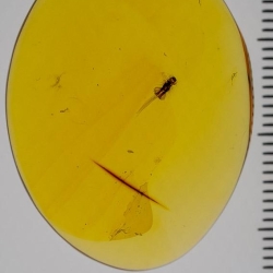 AF01 208 Dermastidae Larva 11