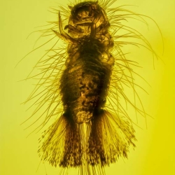 AF01 208 Dermastidae Larva 2