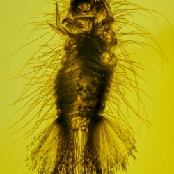 AF01 208 Dermastidae Larva 4