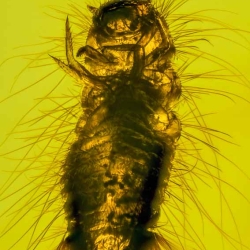 AF01 208 Dermastidae Larva 5