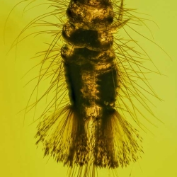 AF01 208 Dermastidae Larva 9