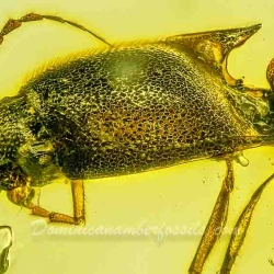 AF01 211 Coleoptera Cliciling Elateridae 4