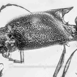 AF01 211 Coleoptera Cliciling Elateridae 5