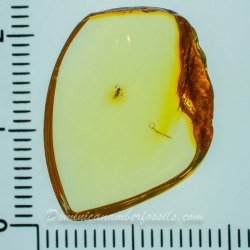 AF01 212 Parasitic Wasp 10