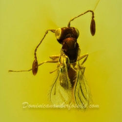 AF01 212 Parasitic Wasp