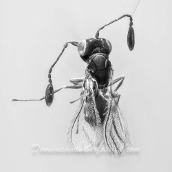 AF01 212 Parasitic Wasp 2