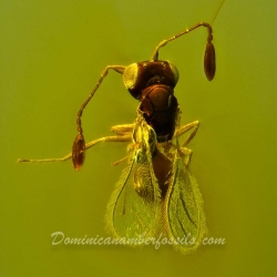 AF01 212 Parasitic Wasp 3