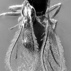 AF01 212 Parasitic Wasp 4